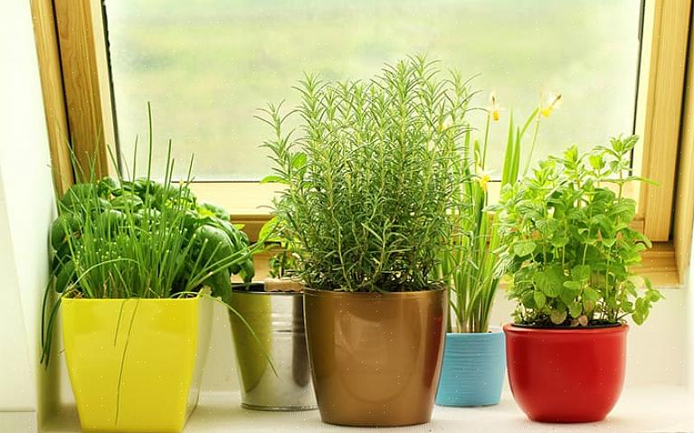 Vous pouvez continuer à cultiver vos herbes de jardin à l'intérieur pendant l'hiver