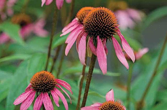 Mais il existe de nombreuses fleurs de jardin qui préfèrent les jours frais du printemps