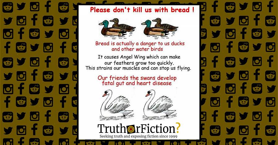 De nombreux ornithologues amateurs ont d'abord été initiés aux joies de la faune en nourrissant du pain