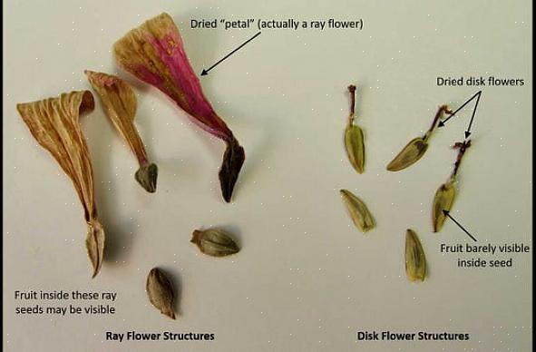 Comment conserver les graines de zinnia