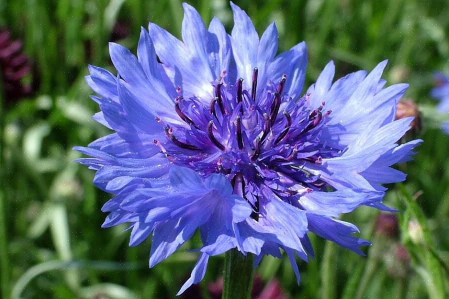 Les bleuets sont des annuelles qui peuvent être cultivées à peu près n'importe où