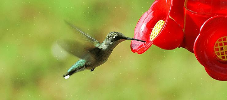 La plus populaire de nourriture pour colibris