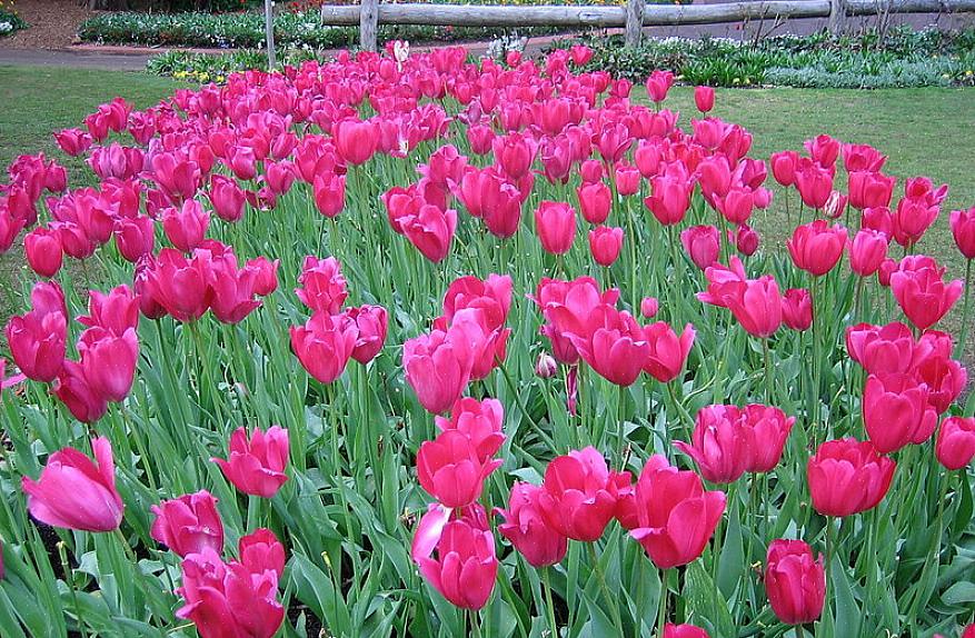 Les tulipes prospèrent dans un sol riche avec un bon drainage