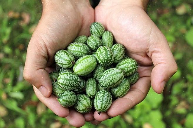 Les cucamelons ont besoin de six à huit heures ou plus de lumière directe du soleil