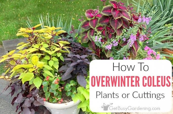 Une autre façon d'hiverner les annuelles est de prélever des boutures de vos plantes existantes