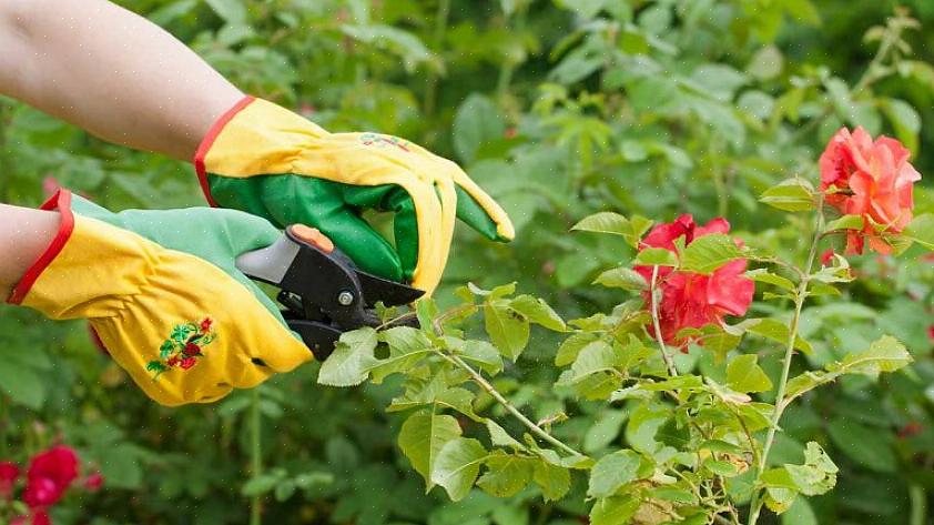 Réduit les risques de maladie fongique en ouvrant la plante de rose au flux d'air