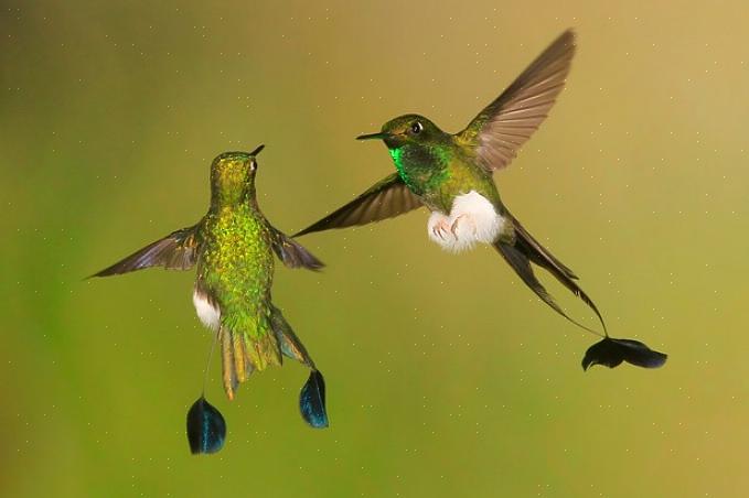 Changez fréquemment le nectar des colibris