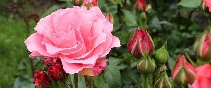 Ces efforts d'entretien des roses de printemps devraient permettre à vos roses de bien démarrer la saison