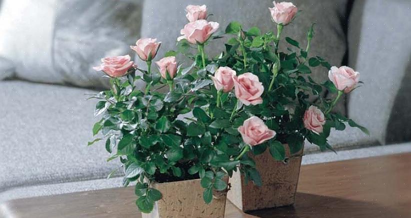 Les roses Kordana sont plus résistantes que beaucoup de roses à thé