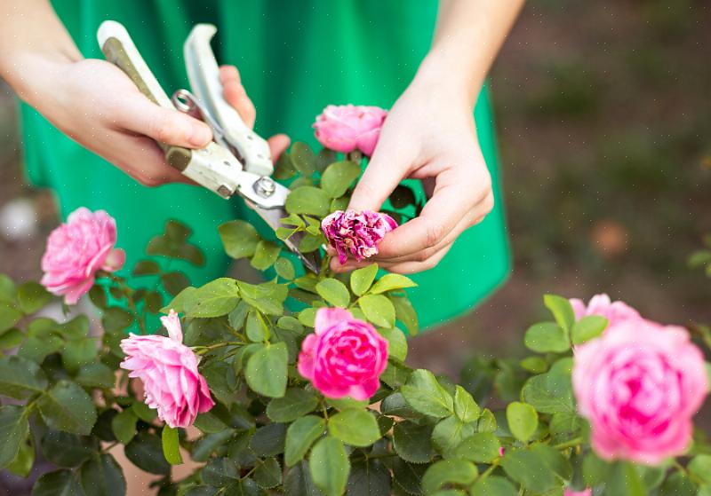 Vous pouvez affecter les futures fleurs de votre rosier avant même que la plante ne pénètre dans le sol
