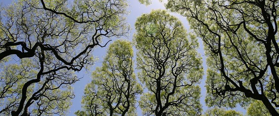 Seules les feuilles du tilleul blanc semblent être blanches au lieu d'argent