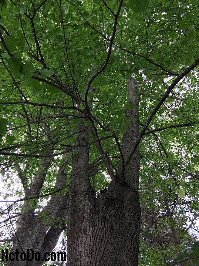 Cet arbre peut être confondu avec le tilleul commun cultivé dans les parcs