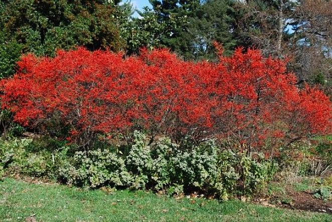 Winterberry Holly ou Winterberry est notre houx indigène des zones humides qui le perd chaque automne