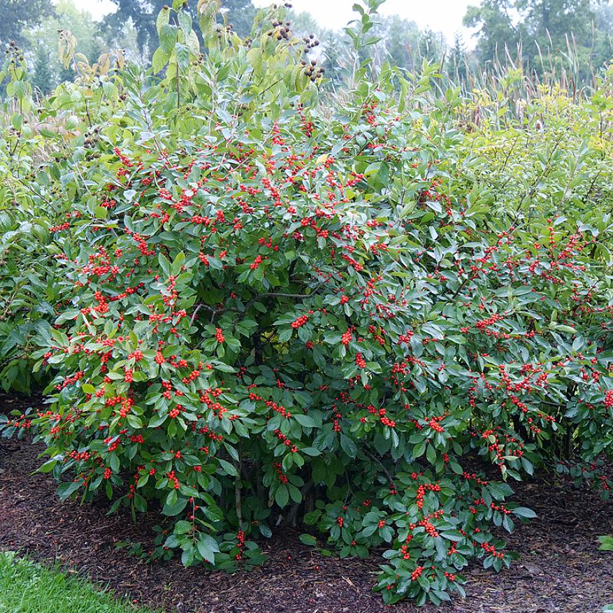 Avec la nouvelle demande de plantes indigènes