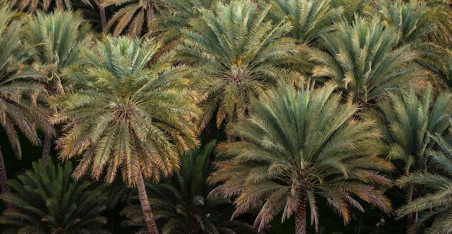 Les graines de la plupart des palmiers sont maintenues sur des fluorescences ramifiées