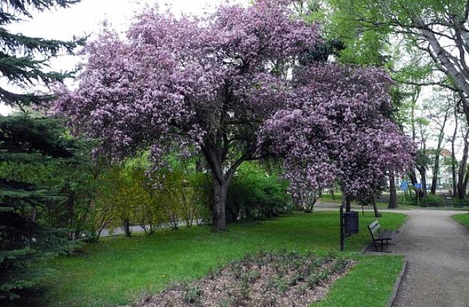 Le prunier à feuilles pourpres est un arbre à feuilles caduques de taille moyenne qui est une plante