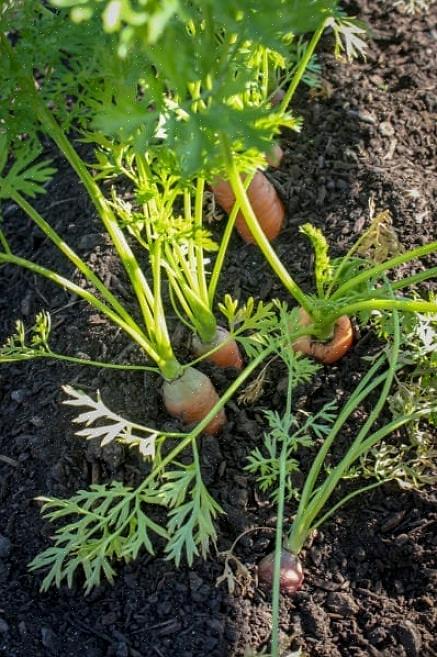 Lorsque les plantes seront livrées à elles-mêmes