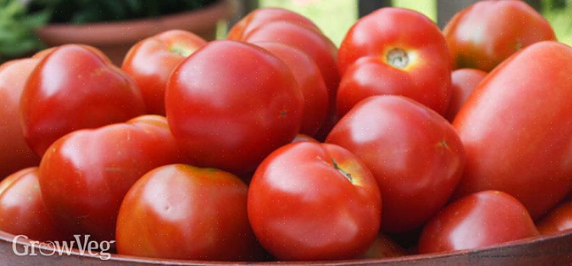 Les variétés de fin de saison sont plantées au début de la saison de jardinage