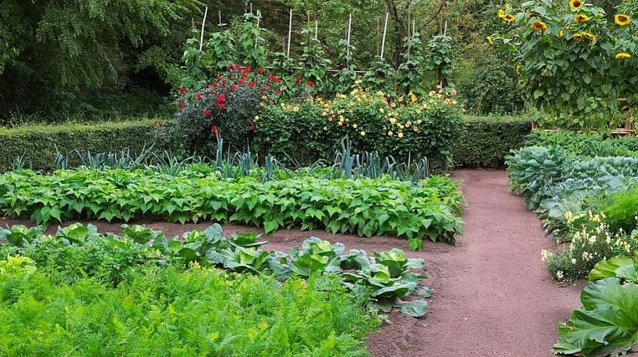 Quelle quantité de chaque légume devriez-vous planter pour nourrir une famille de quatre personnes pendant