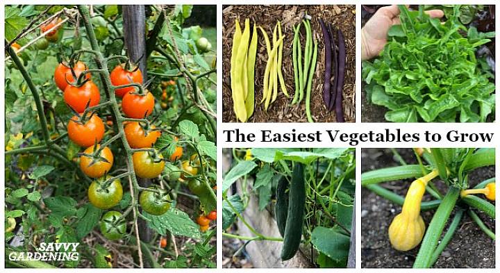 Si vous êtes accro à la culture de légumes géants