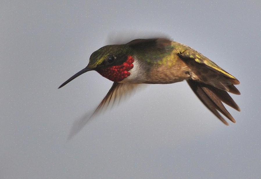 Peut être un problème pour les autres colibris dans les mangeoires d'arrière-cour lorsqu'un oiseau agressif