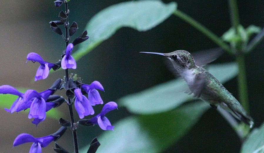 L'agression des colibris peut être un problème si vous voulez nourrir plusieurs colibris à la fois