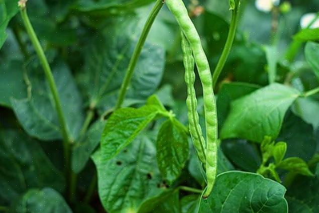 Les feuilles de la plante de pois aux yeux noirs ont la forme de cœur pointue