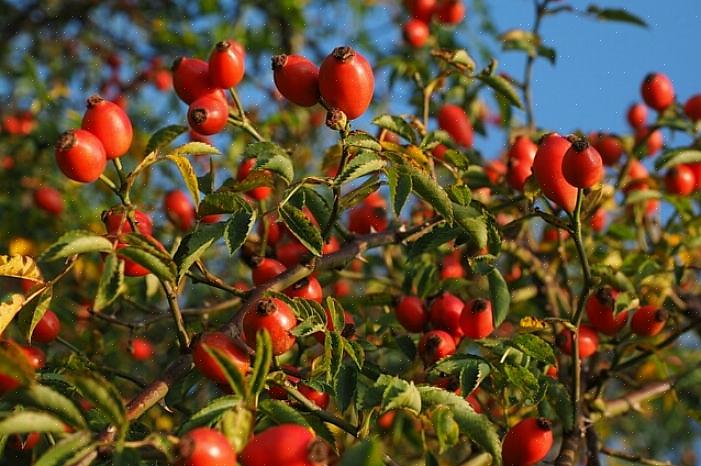 Vous pouvez également utiliser des hanches d'églantier fraîches ou séchées pour un simple thé d'églantier