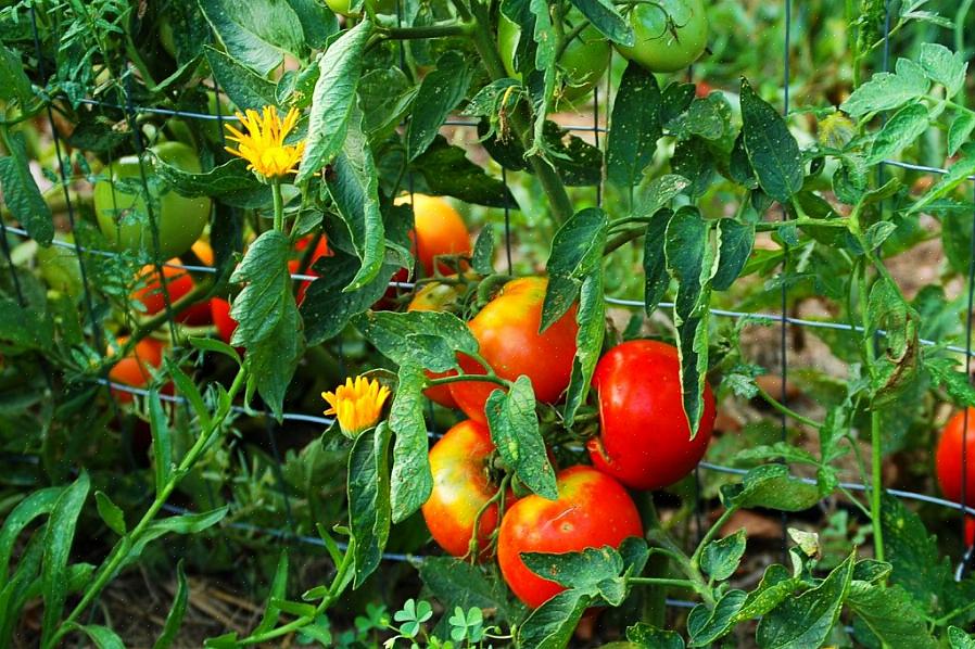 Les tomates font de bons compagnons avec la majorité des légumes du jardin populaires