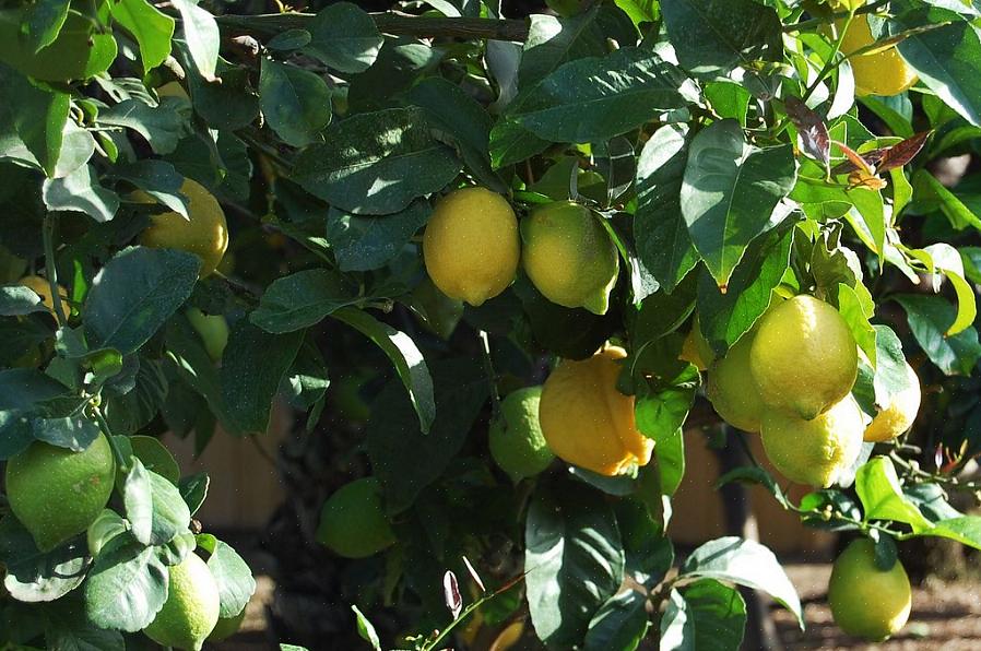 Les variétés naines d'arbres fruitiers devraient commencer à produire plus tôt