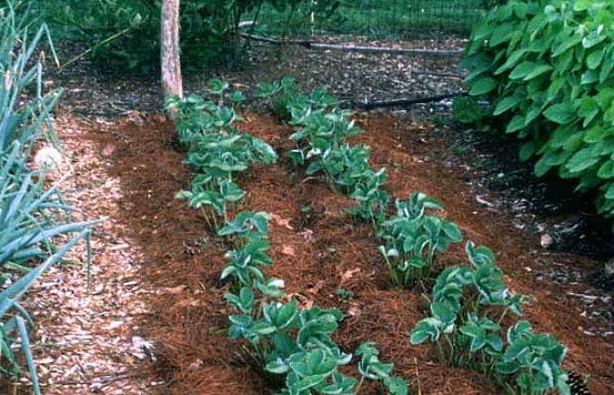 La meilleure façon de maintenir un lit de fraises en marche est de le rénover en éclaircissant les plantes