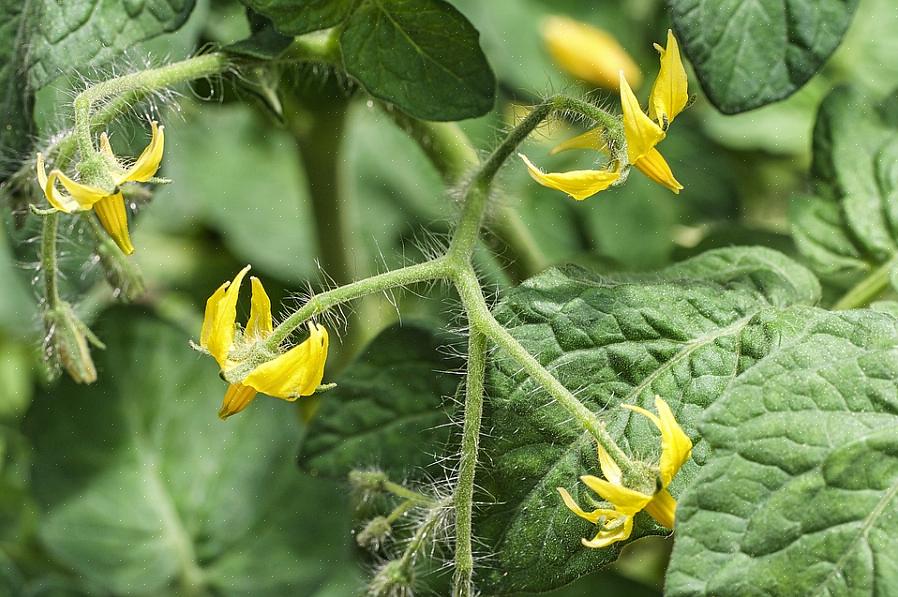 La chute de fleurs est un problème courant de culture de la tomate qui peut être extrêmement frustrant