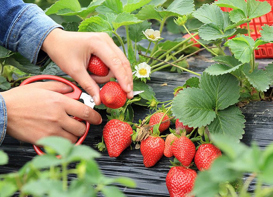 Les fraises aux pointes vertes ne sont pas prêtes à être cueillies