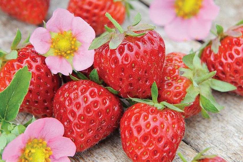 De nombreux jardiniers pincent les premières fleurs de leurs fraisiers pour aider à diriger la croissance