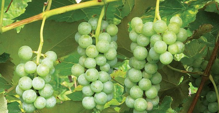 Le jus de raisin nous a familiarisés avec les raisins Concord - une variété héritage européenne aux raisins