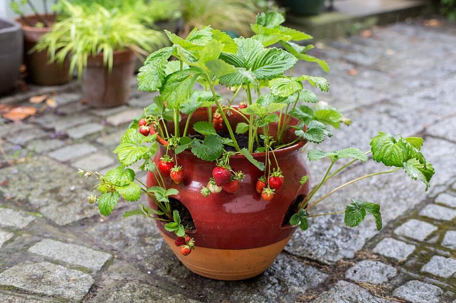 Cultiver des fraises dans un pot est simple