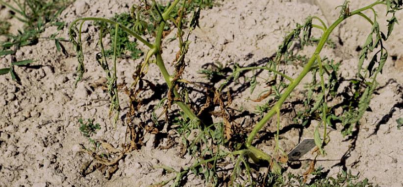 L'agent pathogène de la fusariose est transmis par le sol