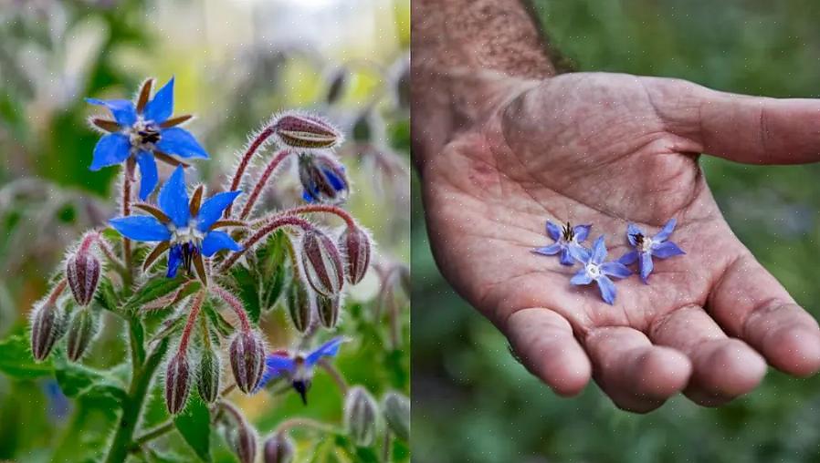 La bourrache est une plante herbacée annuelle à croissance facile avec des fleurs bleu vif