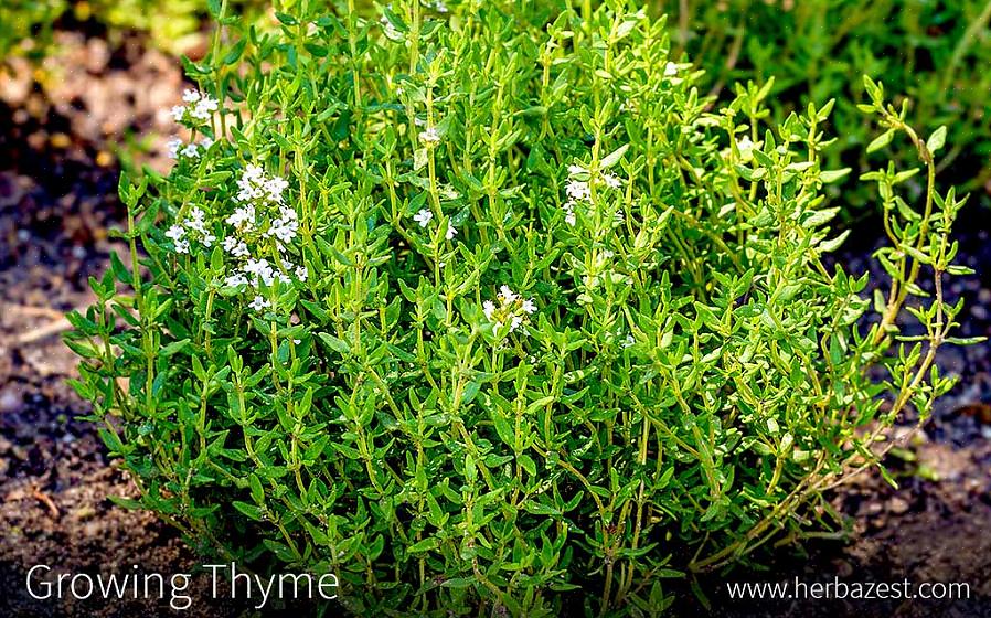 Le thym est souvent utilisé comme couvre-sol