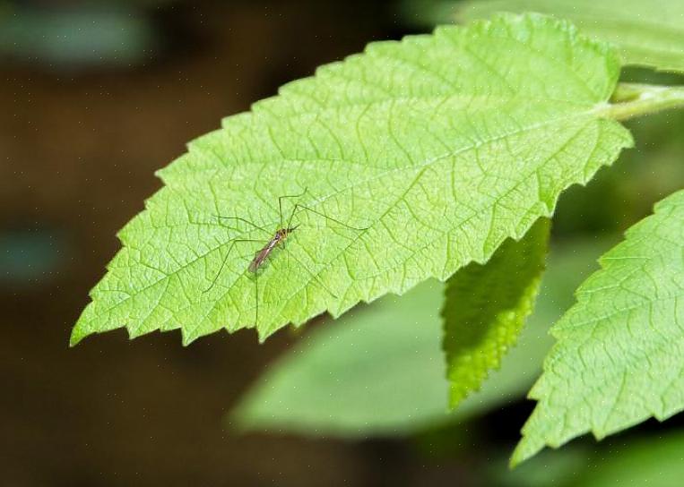 Les plantes elles-mêmes peuvent aider à repousser les mouches