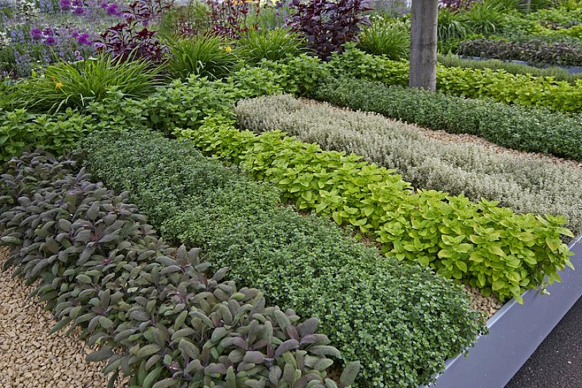 Vous avez simplement besoin d'une grande plante herbacée pour cacher quelque chose de disgracieux