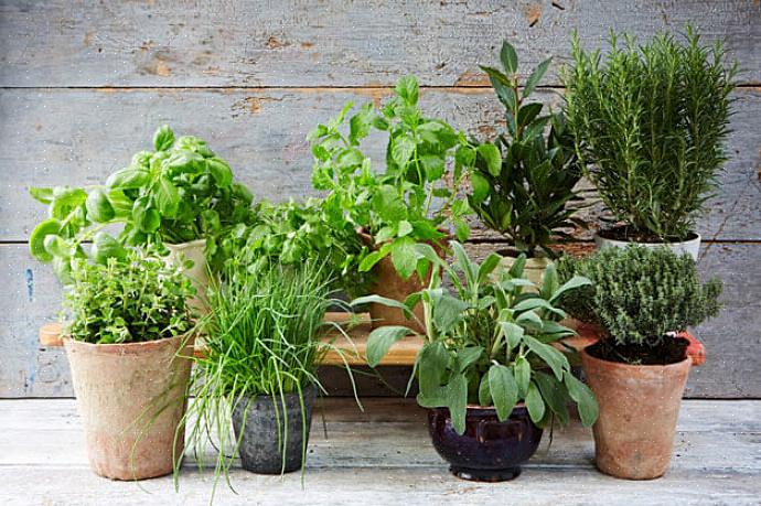 Lors de l'achat d'herbes en pot (ou de toute plante en pot)