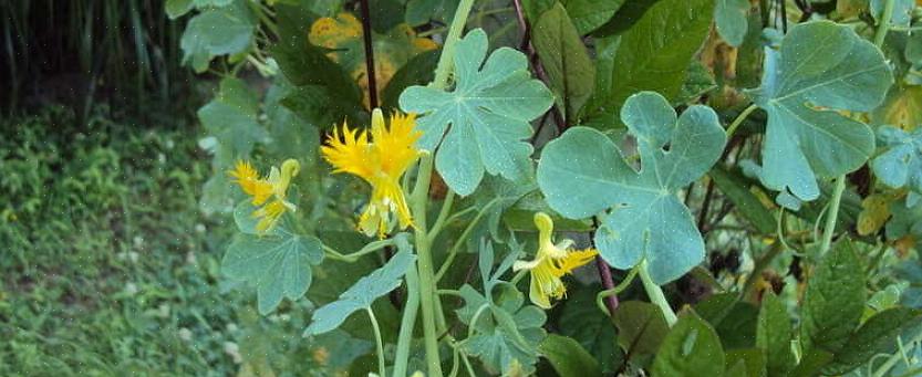 Alors que la plante grimpante canari a des fleurs jaunes qui ressemblent aux ailes à plumes d'un canari