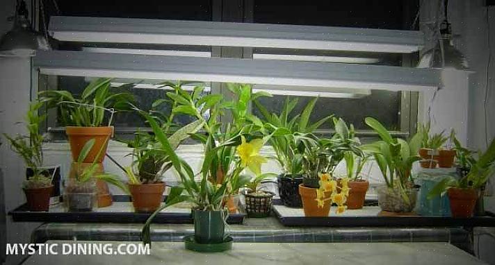 Les orchidées doivent être mises en pot dans des pots d'orchidées spécialisés dans un mélange d'orchidées
