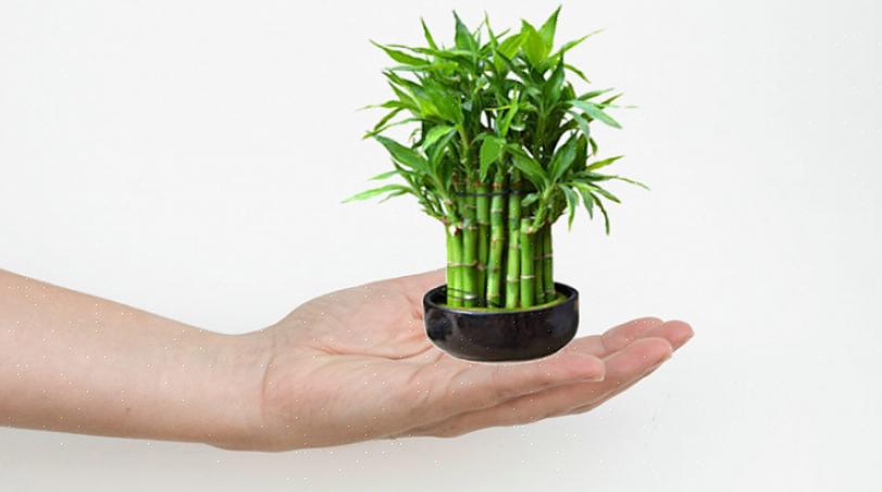 Les plantes de bambou porte-bonheur les plus complexes peuvent coûter des centaines de dollars