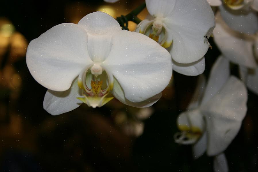En ce qui concerne les orchidées les plus couramment disponibles à l'achat