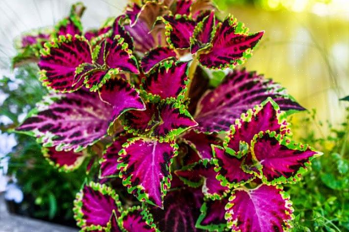 Les plantes de Coleus sont l'une des rares plantes cultivées presque exclusivement pour un feuillage coloré