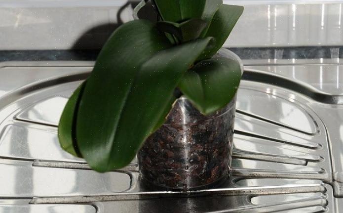 Le velamen d'orchidée est un excellent indicateur des besoins en eau de votre plante