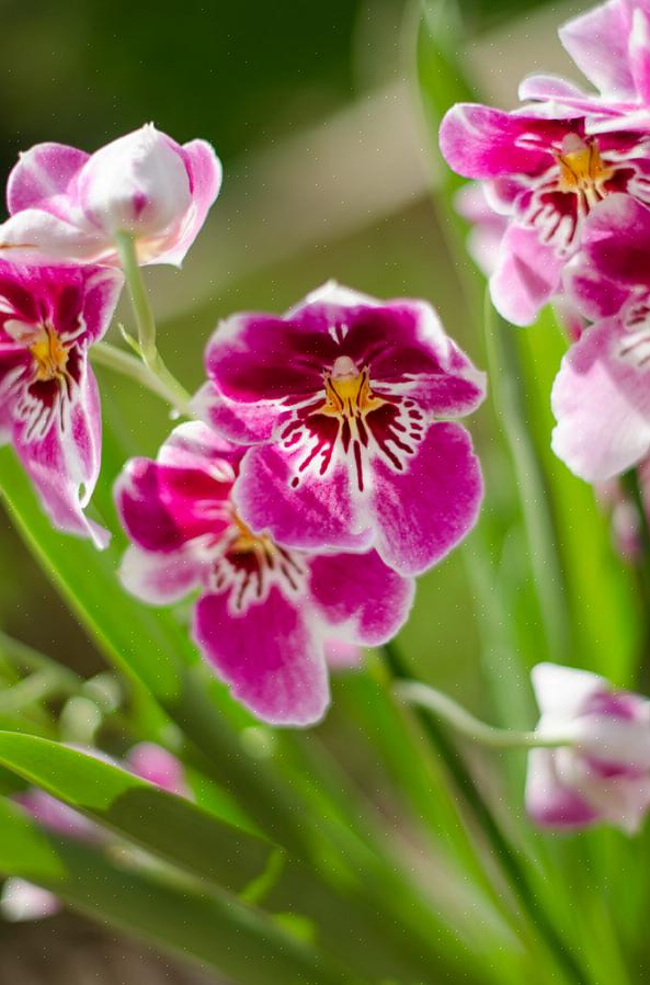 Apprendre à lire vos racines d'orchidées est la meilleure méthode pour bien arroser