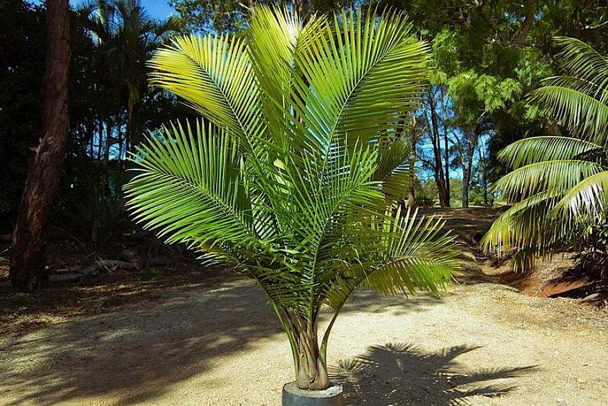 Le palmier majestueux ressemble à un palmier kentia lorsqu'il est jeune